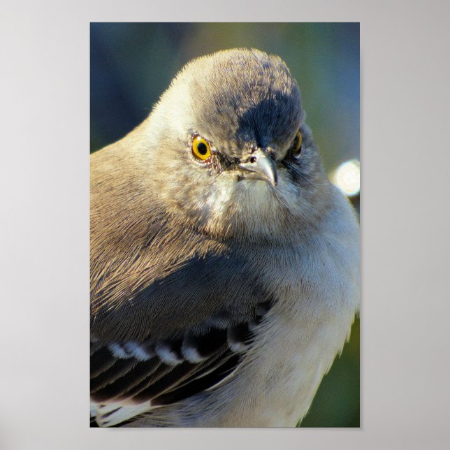 Affiche La couronne de Mockingbird (Devant)