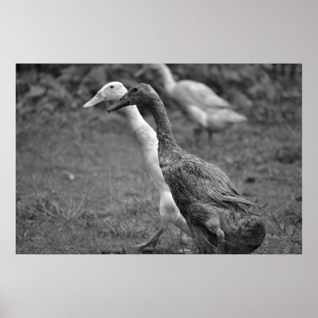 Affiche La course des canards (Devant)