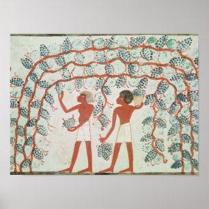 Affiche La cueillette de raisins, du tombeau de Nakht