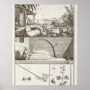 Affiche La culture du coton, du 'Encyclopedia