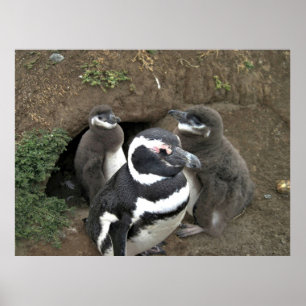 Affiche La famille des pingouins