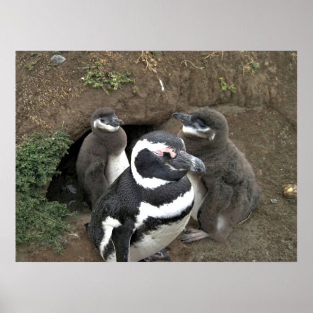 Affiche La famille des pingouins (Devant)