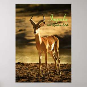 Affiche La faune africaine Impala dans le lit de la rivièr