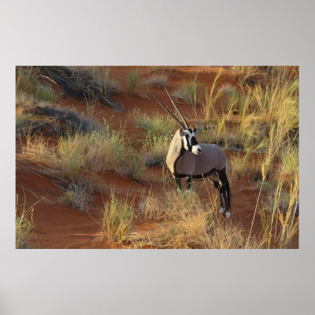 Affiche La faune africaine Oryx Antelope Dune Savannah (Devant)