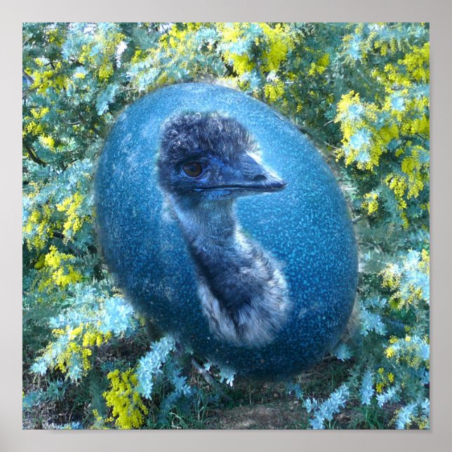 Affiche La faune d'Emu (Devant)