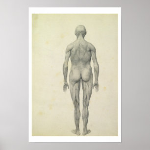Affiche La figure humaine, vue antérieure, de la série '