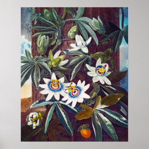 Affiche La fleur de la passion bleue