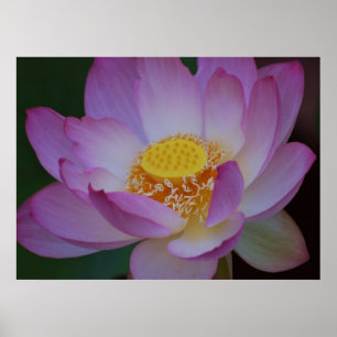 Affiche La fleur de Lotus et sa signification