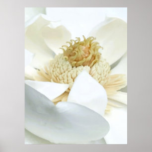 Affiche La floraison du magnolia