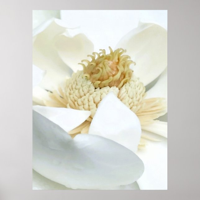 Affiche La floraison du magnolia      (Devant)