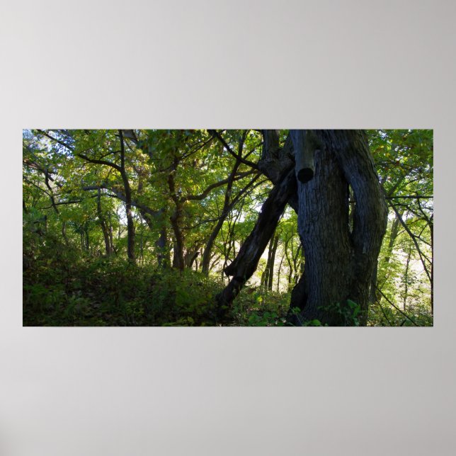 Affiche La forêt (Devant)