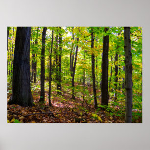 Affiche La Forêt Canadienne Au Soleil