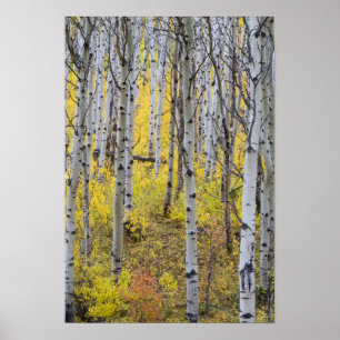 Affiche La forêt d'Aspen dans la couleur de l'automne de