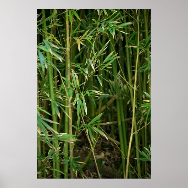 Affiche La forêt de Bamboo (Devant)