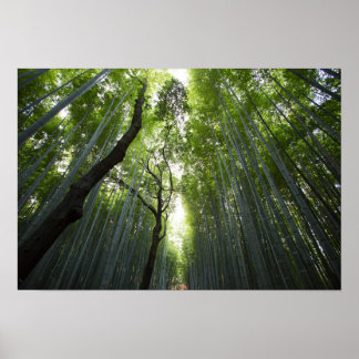 Affiche La forêt de Bamboo