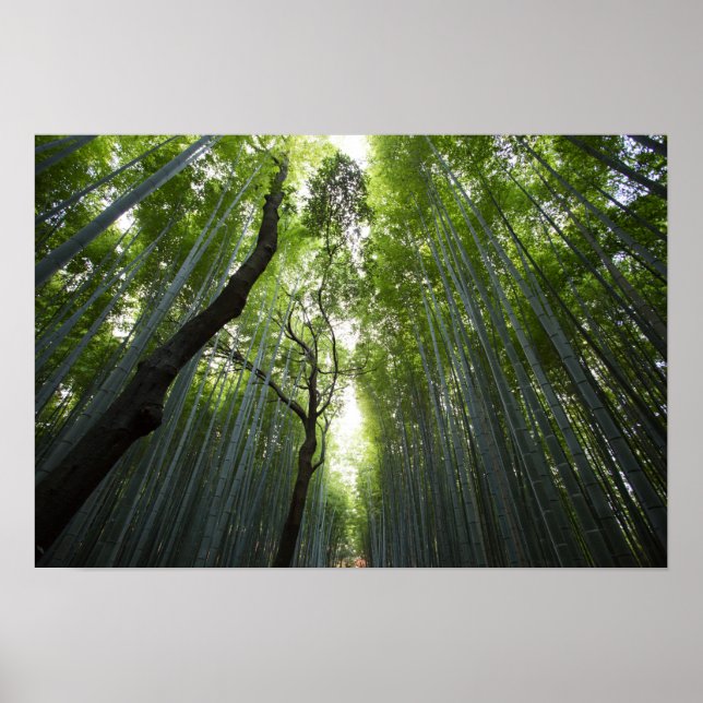 Affiche La forêt de Bamboo (Devant)
