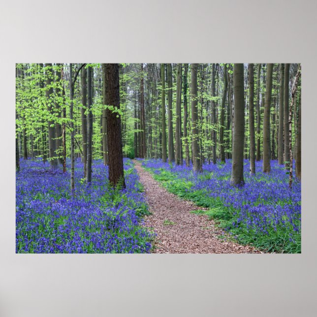 Affiche La forêt de Halle | Halle, Belgique (Devant)