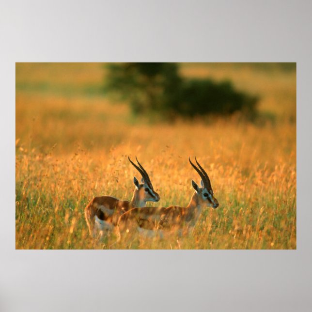 Affiche La gazelle de Thomson (Gazella Thomsonii) à l'aube (Devant)