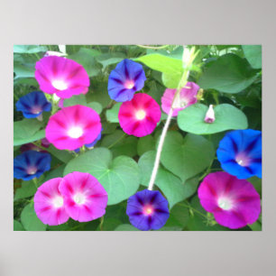 AFFICHE LA GLOIRE DE LA GLOIRE DU MATIN