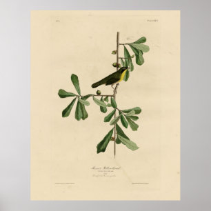 Affiche La gorge jaune de Roscoe, les oiseaux d'Amérique d