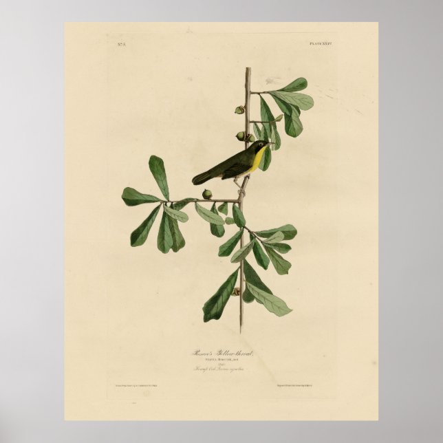Affiche La gorge jaune de Roscoe, les oiseaux d'Amérique d (Devant)