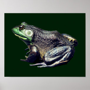 Affiche La grande vieille nature de la grenouille taureau