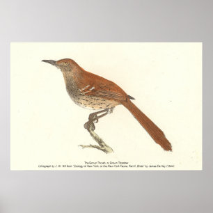 Affiche La Grive Brown ou le Trasher Brown, New York Birds