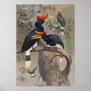 Affiche La Hornbill à la Concave de Joseph Wolf