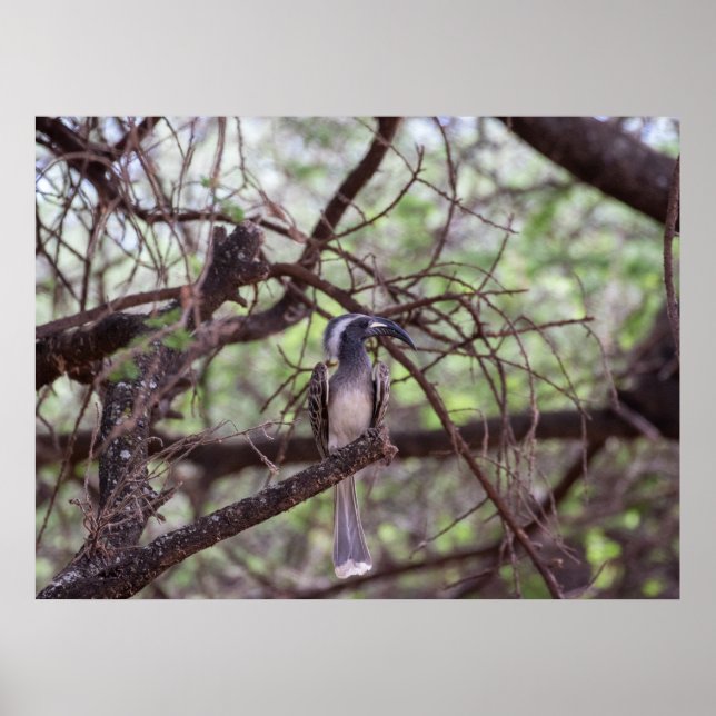 Affiche La Hornbill africaine dans les branches (Devant)