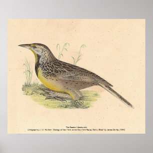 Affiche La larve de l'Est (Stourne ella magna) NY Birds