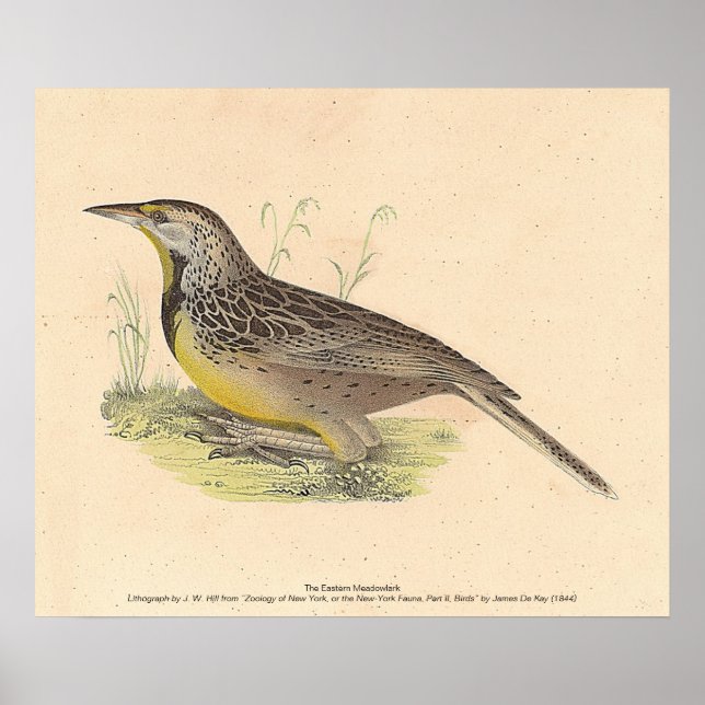 Affiche La larve de l'Est (Stourne ella magna) NY Birds (Devant)