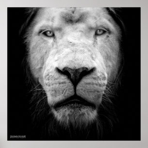 Affiche La lion blanc - Le lion blanc