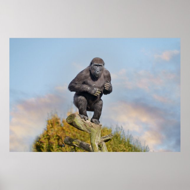 Affiche La loi sur l'équilibre des arbres de Gorilla (Devant)