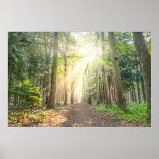 Affiche La lumière du ciel dans la forêt