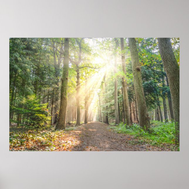 Affiche La lumière du ciel dans la forêt (Devant)