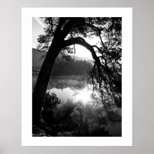 Affiche La lumière du soleil à travers l'affiche Pines