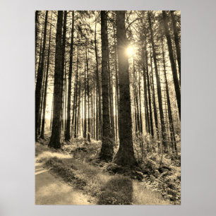 Affiche La lumière du soleil passe par l'affiche Forest Tr