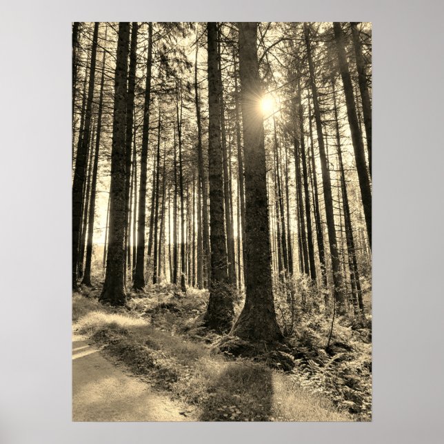 Affiche La lumière du soleil passe par l'affiche Forest Tr (Devant)
