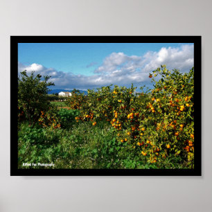 Affiche La maison de la grange à travers la orangeraie