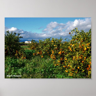 Affiche La maison de la grange à travers la orangeraie