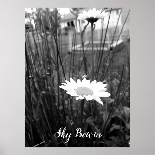 Affiche la marguerite solitaire (Devant)