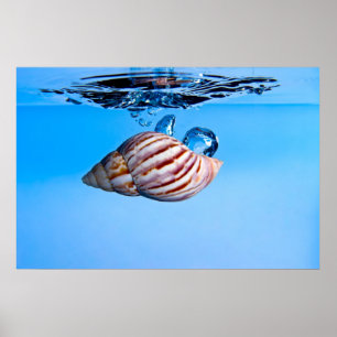 Affiche La mer Shell se laissent tomber dans l'eau