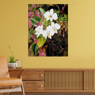 Affiche La Moth Orchid malaisienne et un grimpeur américai