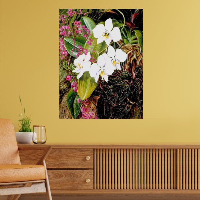 Affiche La Moth Orchid malaisienne et un grimpeur américai (Salon 2)