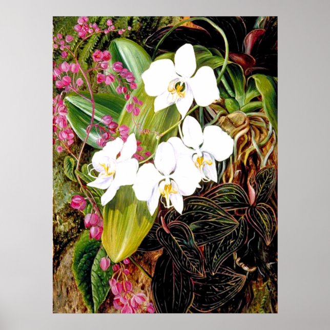Affiche La Moth Orchid malaisienne et un grimpeur américai (Devant)
