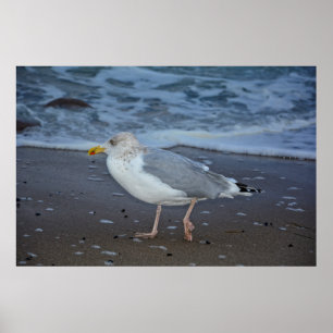 Affiche La mouette