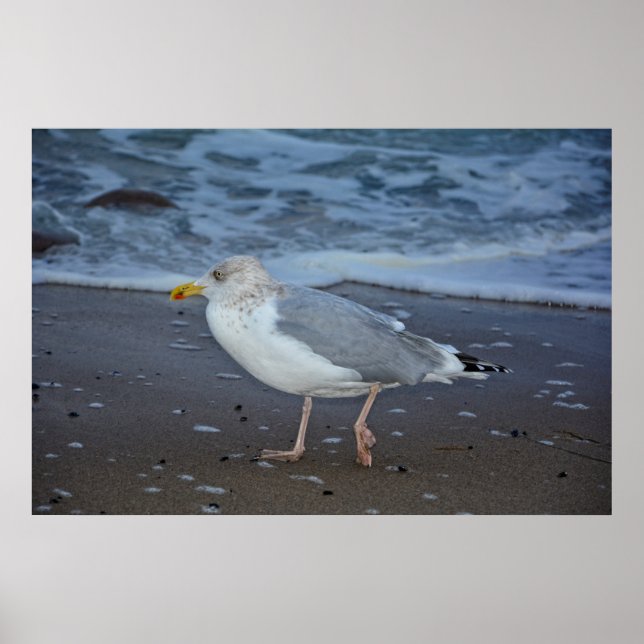 Affiche La mouette (Devant)