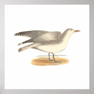 Affiche La Mouette d'hiver (Larus argentatus)