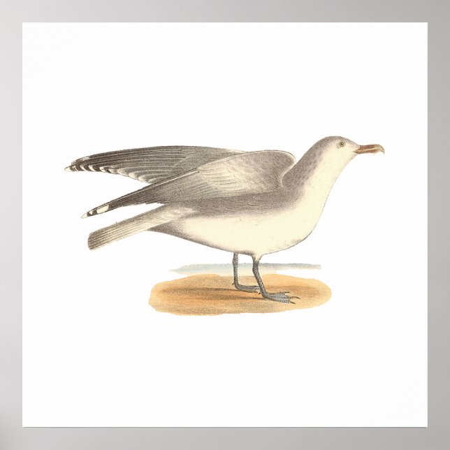 Affiche La Mouette d'hiver (Larus argentatus) (Devant)