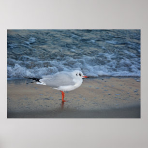 Affiche La mouette sur la plage